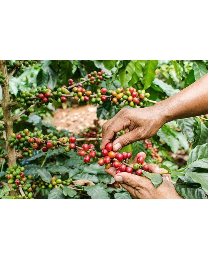 KAWA ŚWIEŻO PALONA KENIA/BRAZYLIA 250g